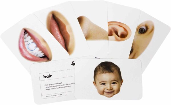 Body Parts Flashcards