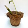 Eco-friendly Plantable Seed Pencils (Box of 12) - Image 7